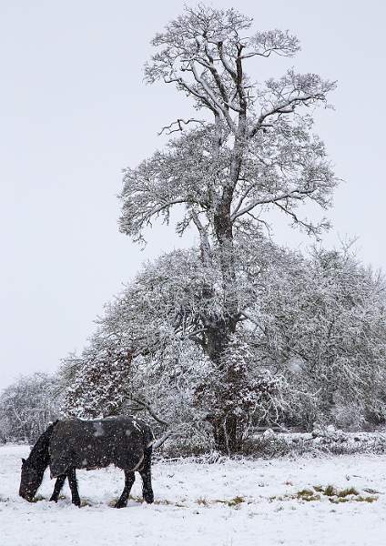 Lonely Pony_John Pollard.jpg